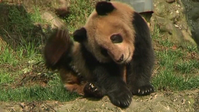 Panda poo tea goes for big bucks - CNN Video