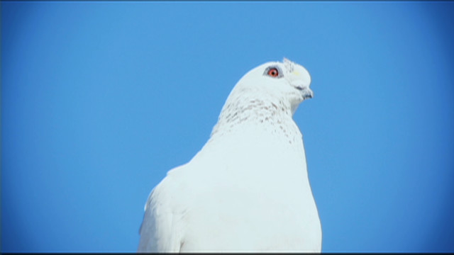 Cairo&#39;s pigeon breeders