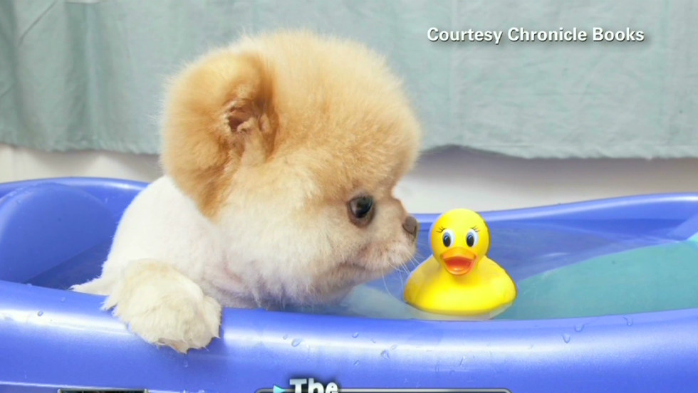Fans Mourn The Death Of Boo, Pomeranian Known As 'World's Cutest Dog