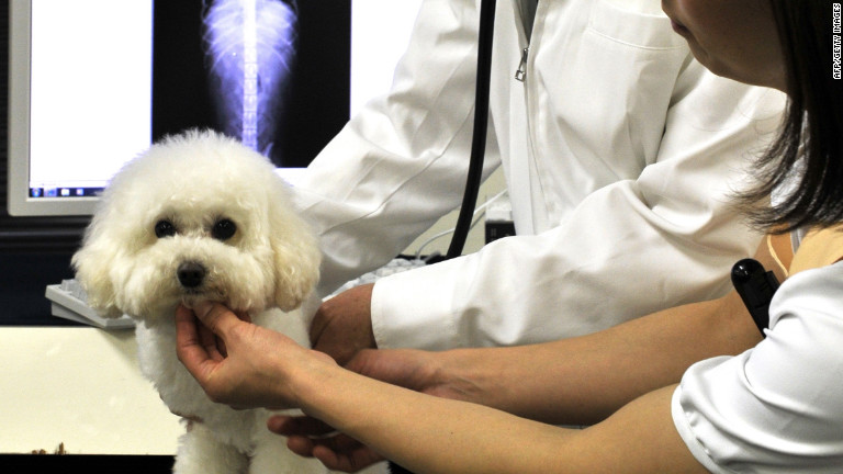 holistic treatment for arthritis in dogs