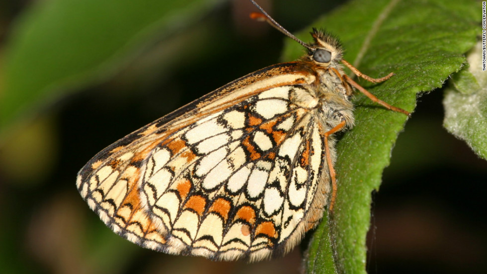 There were only 12 small colonies of the rare butterfly remaining in 1995 but that figure has now risen to 25, says Dr Martin Warren of Butterfly Conservation.