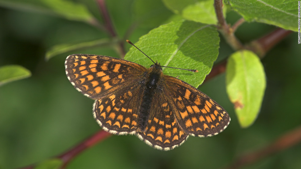 Populations of the heath fritillary (pictured) have increased in southern England after the introduction of a new forestry management scheme.