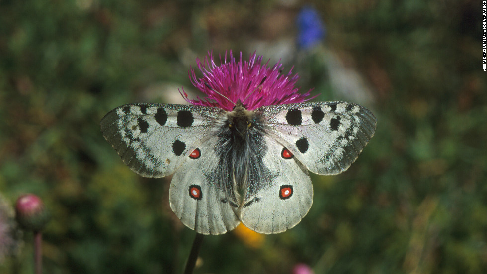 Endangered European butterfly species, such as the Apollo (pictured), could also benefit from similar habitat conservation projects, says Warren.