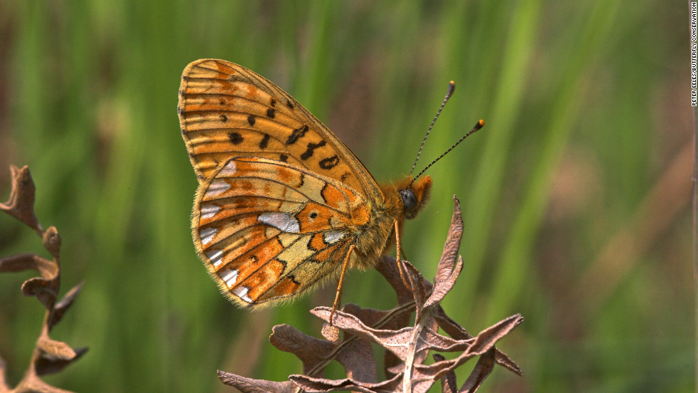 The pearl bordered fritillary is another butterfly found in the UK&#39;s cleared woodland environments that is in decline.
