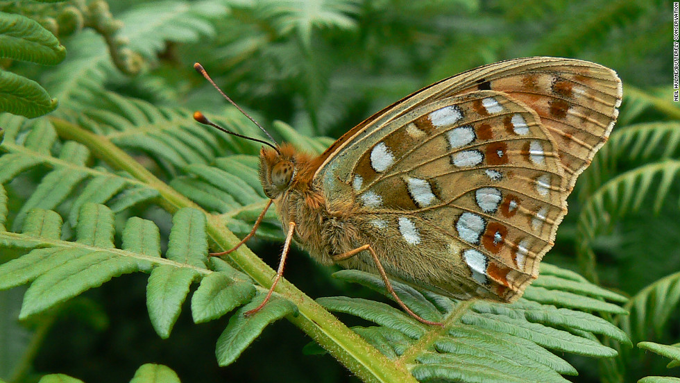 The high brown fritillary was once dominant in England and Wales but now remains in just a few small colonies.