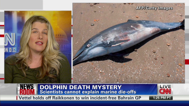 Mystery surrounds deaths of 877 dolphins washed ashore in Peru - CNN