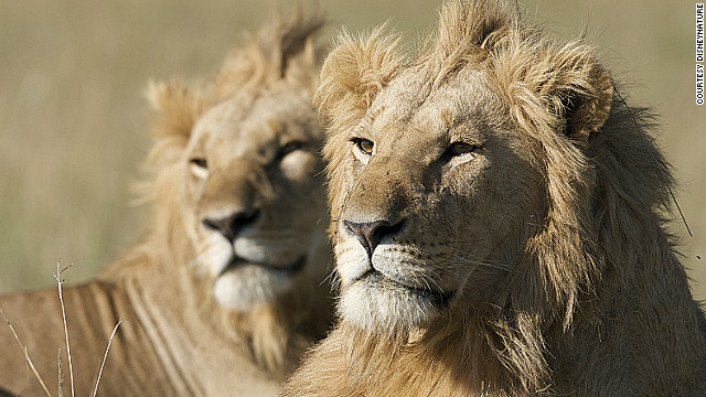 Real Life Lion Kings African Big Cats Caught On Film Cnn
