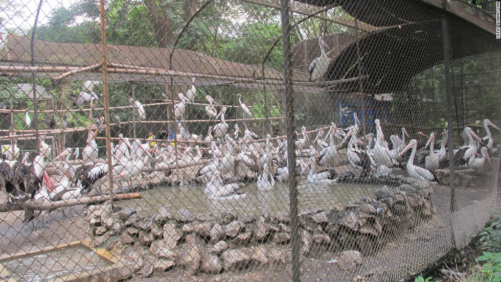 Animals suffer amid delays over Indonesia zoo  rescue CNN