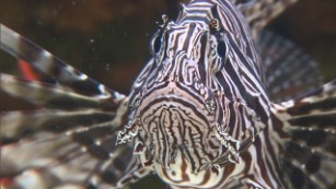 Are killer robots the only solution to lionfish plague?