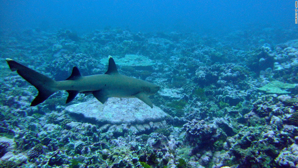 A whitetip reef shark at Palmyra Atoll. Lead author of the study Marc Nadon said: &quot;Reef shark numbers were greatly depressed compared to reefs in the same regions that were simply further away from humans.&quot;