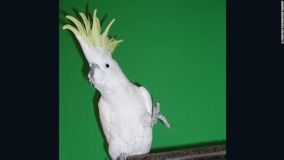 dancing cockatoo