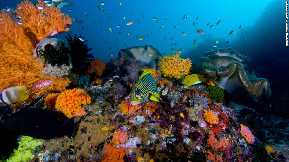 The International Union for Conservation of Nature (IUCN) has published its annual Red List, which details threats to animals and plants. The 2012 report has assessed more than 60,000 species. Coral reefs are among the most threatened organisms on Earth, with a third threatened with extinction. More than 275 million people are dependent on coral reefs for food, coastal protection and livelihoods, according to the IUCN.