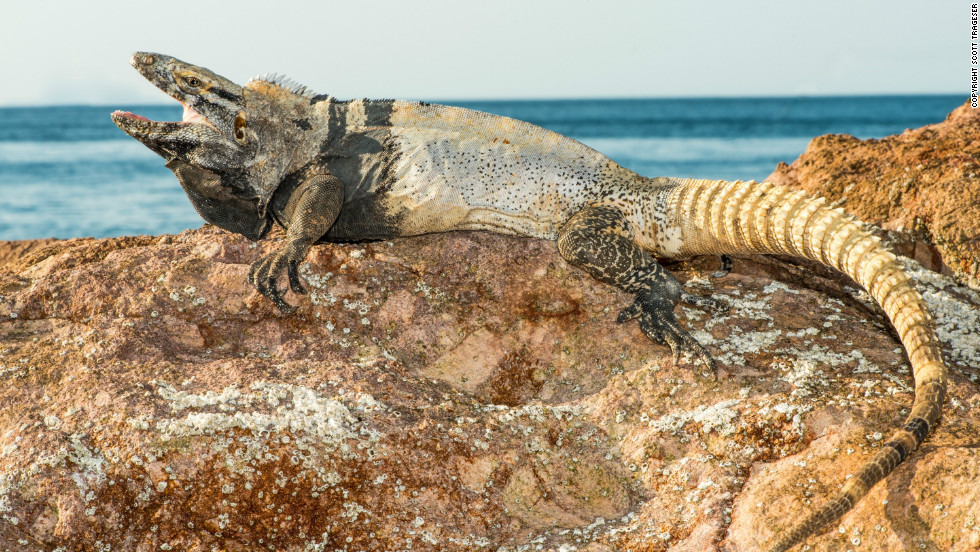 Native to Mexico, this species of iguana is not thought to be decreasing but is thought to be &quot;vulnerable&quot; due to its restricted geographical range. 