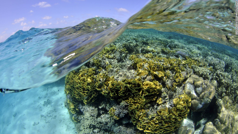 A pristine coral reef in the Federated States of Micronesia in the Western Pacific Ocean. The IUCN says that 33% of reef-building corals are threatened with extinction.