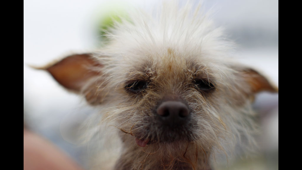 Photos World S Ugliest Dog Contest 2012