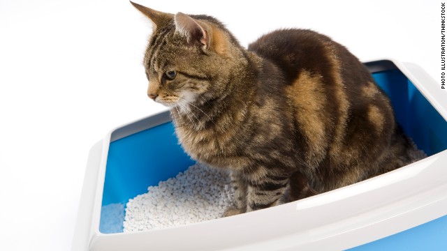 is kitty litter bad for pregnancy