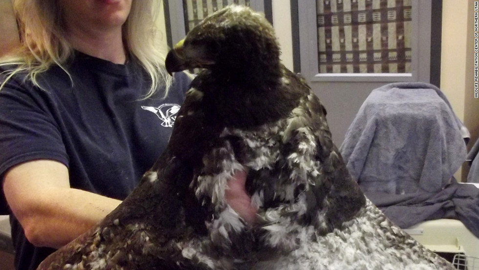 Survival Of Injured Baby Golden Eagle In Utah Wildfire