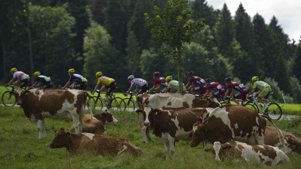 The pack rides past a field of cows in the French countryside Sunday.