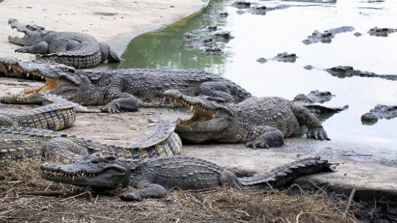 Thousands of crocodiles rescued from smugglers in China - CNN