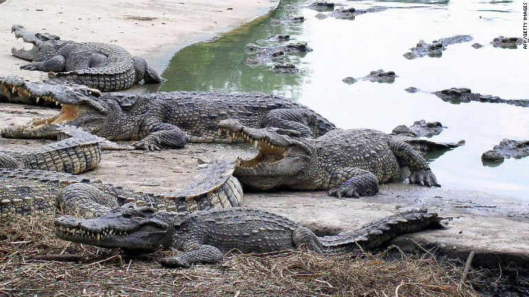 Thousands of crocodiles rescued from smugglers in China - CNN