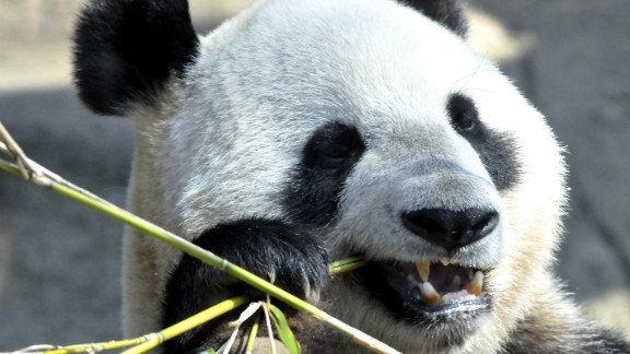 Japan S Rare Baby Panda Dies Week After Birth Cnn