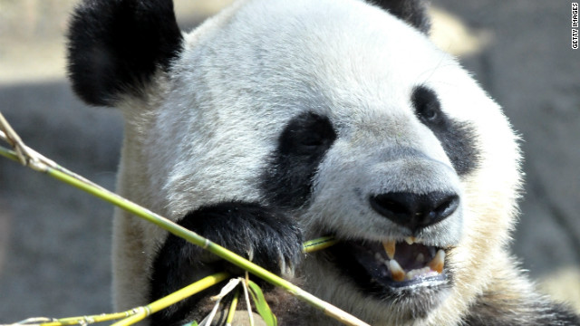 3 pandas in japan unblocked