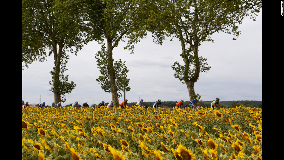 The pack of riders glide past a field of sunflowers Friday.