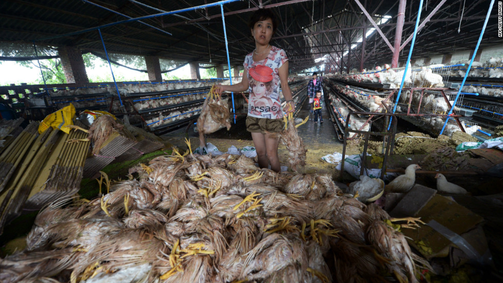 A farmer piles up chickens that drowned at a flooded farm in the outskirts of Chongqing, China, July 22.