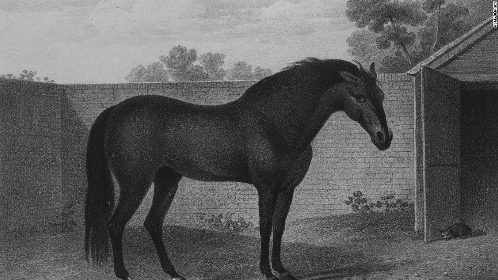 Every thoroughbred horse can be traced back to one of three stallions, and 95% of those go back to one -- the Godolphin Arabian, pictured. Named after his owner, Earl Francis Godolphin, the stallion lived from 1724-1753 and sired some of the greatest racehorses in history, with Seabiscuit and Man o&#39; War just two of his direct descendants.