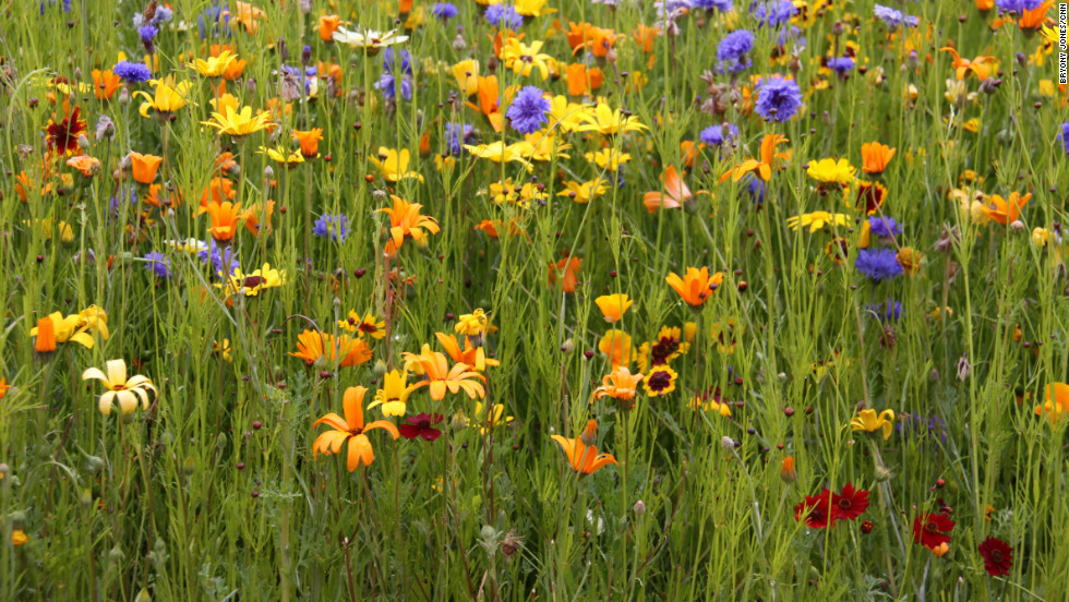 After years of hard work, the contaminated land has been cleaned up and planted with wildflowers all the colors of the rainbow.