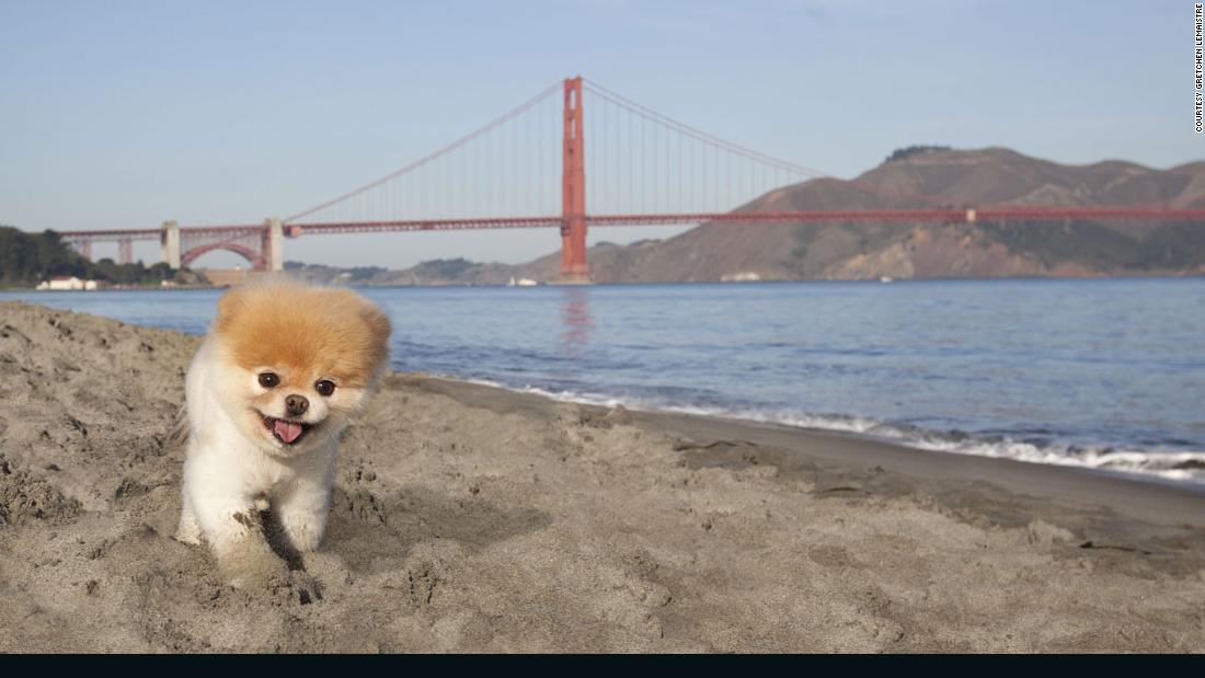 Boo the Pomeranian Named 'Worlds Cutest Dog' Dies From Heartbreak Age 12 -  Guardian Liberty Voice