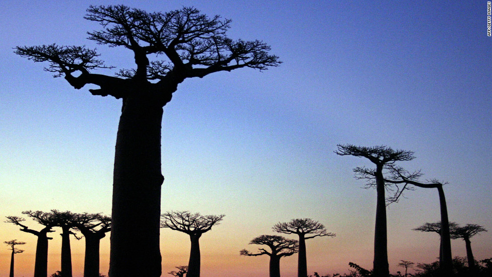 madagascar baobab trees africa deforestation tree island african its cnn landmark boab majestic bid fruit
