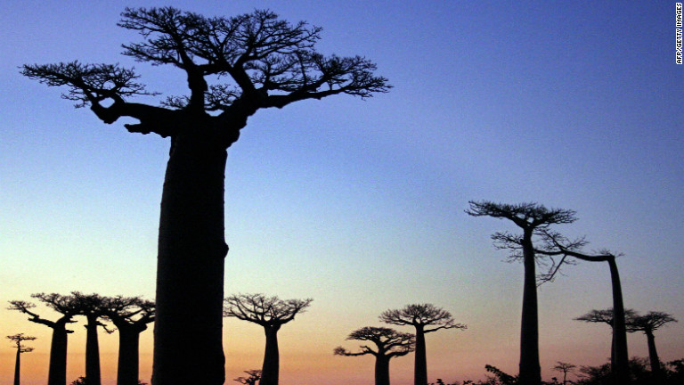 Madagascar S Bid To Save Its Majestic Baobab Trees Cnn