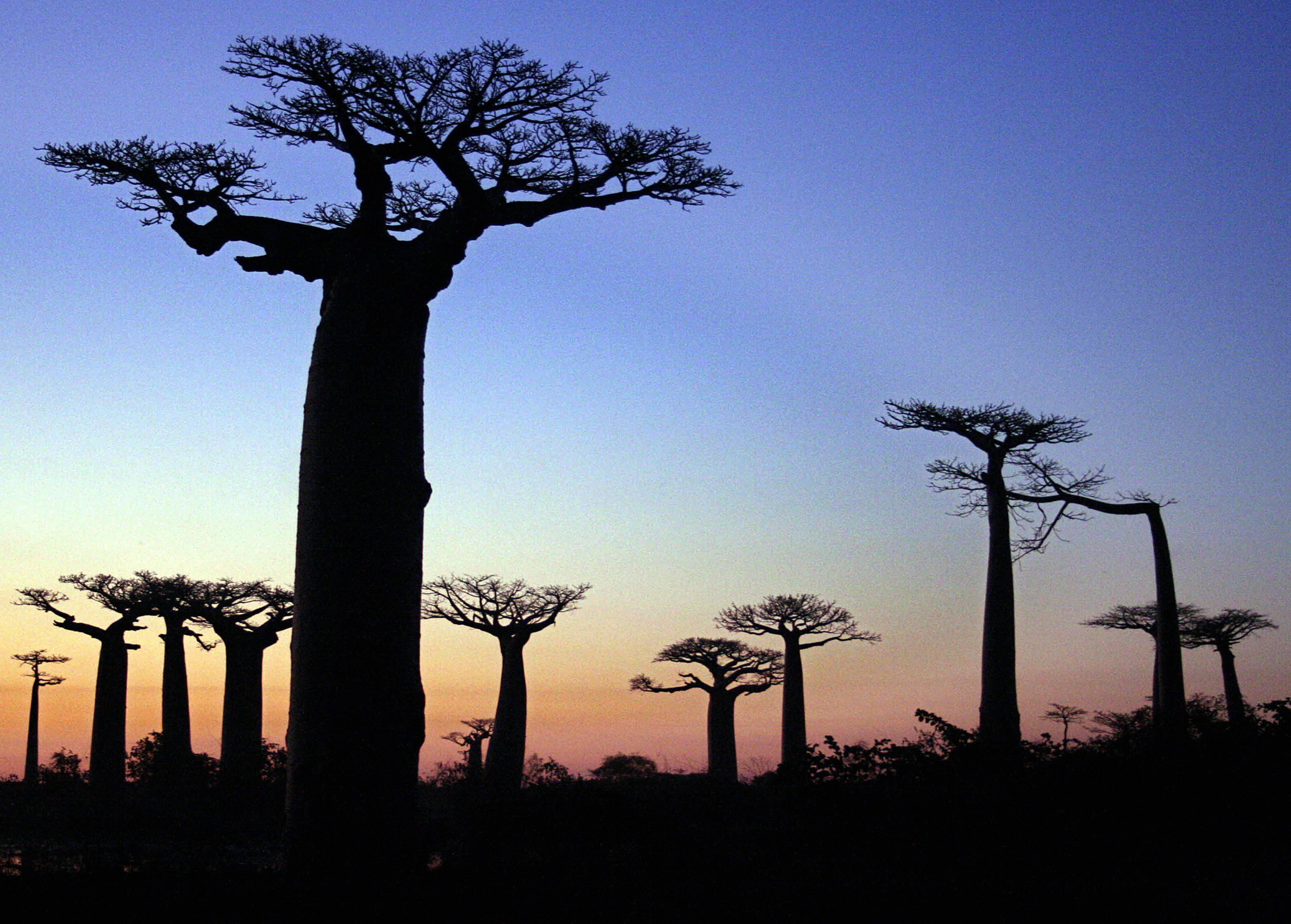 Madagascar S Bid To Save Its Majestic Baobab Trees Cnn