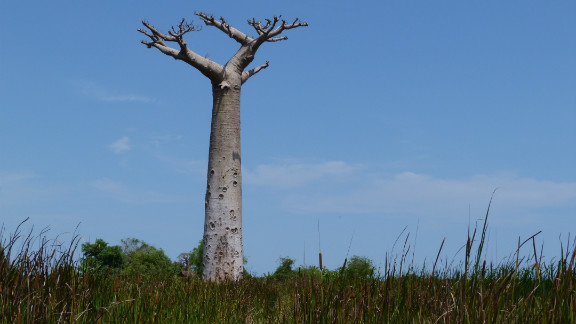 Madagascar S Bid To Save Its Majestic Baobab Trees