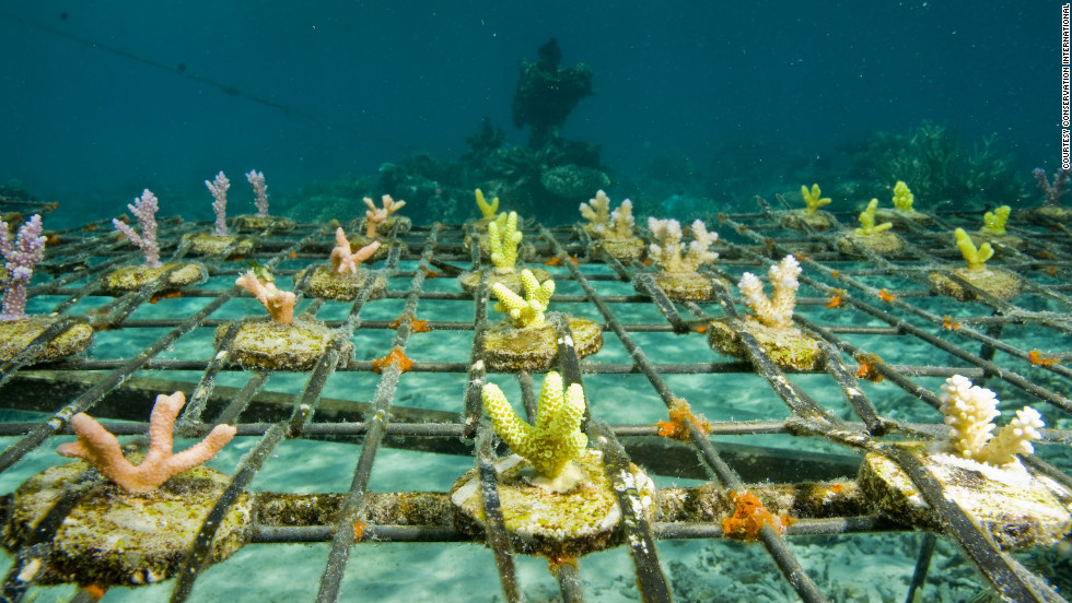 Coral reefs across the Pacific region are under threat from warming oceans, acidification and the aquarium trade. A Worldfish Center inititative in the Solomon Islands uses local techniques to farm coral for the international trade. 