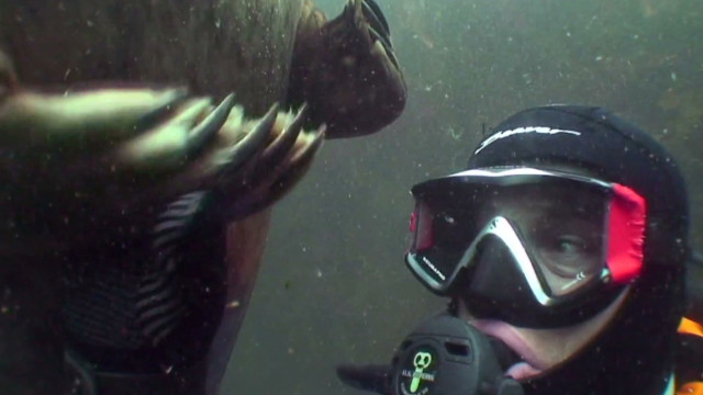 Distraction: Seal holds hands with diver - CNN Video