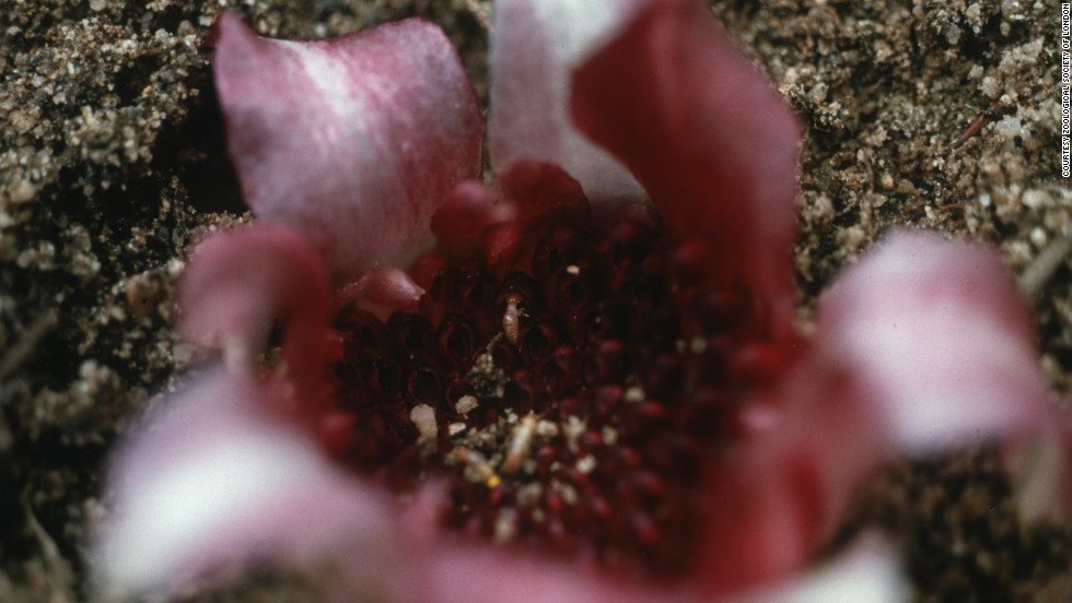 Around 95% of the West Australian underground orchid&#39;s natural habitat has been destroyed leading to estimates that less than 100 exist in the wild. 