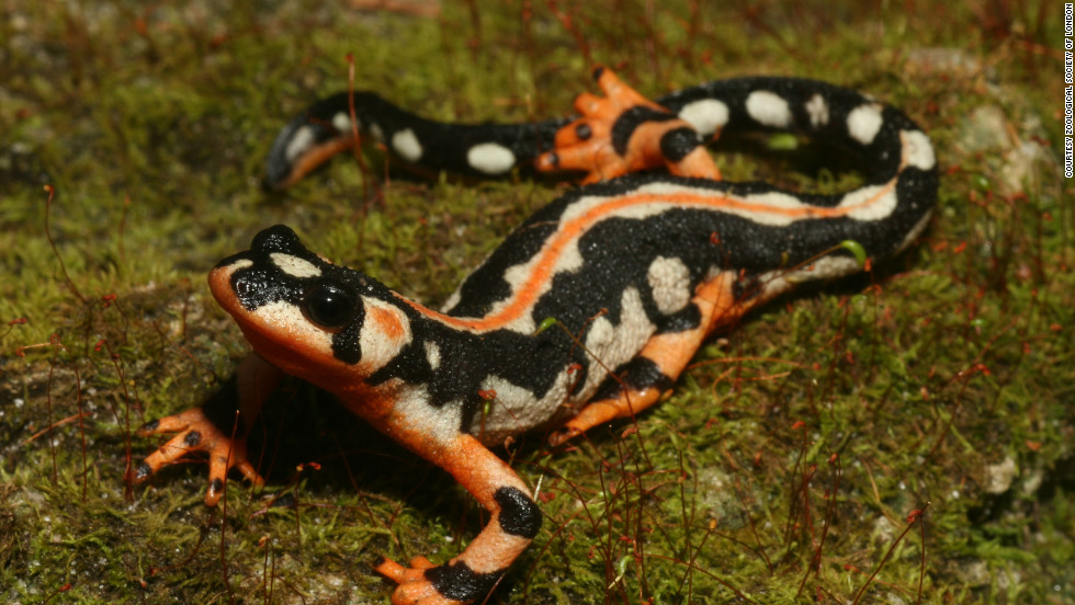 The Luristan newt is only found in three fast-flowing streams in the southern Zagros mountains in Iran. Their illegal collection for the pet trade has led to less than 1,000 mature individuals being left in the wild.  