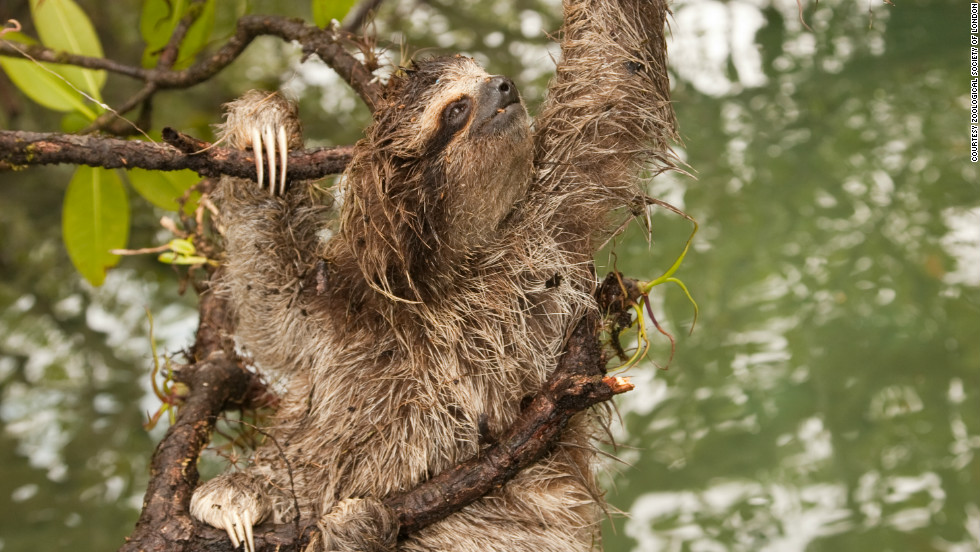 There are less than 500 individual pygmy three-toed sloths left in the wild and are only found in on the Isla Escude de Veraguas, Panama. 
