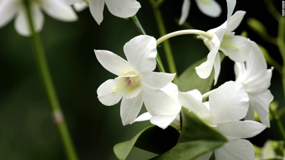 The &quot;Dendrobium Memoria Princess Diana&quot; orchid was named in honor of Diana following her death in a 1997 car accident.