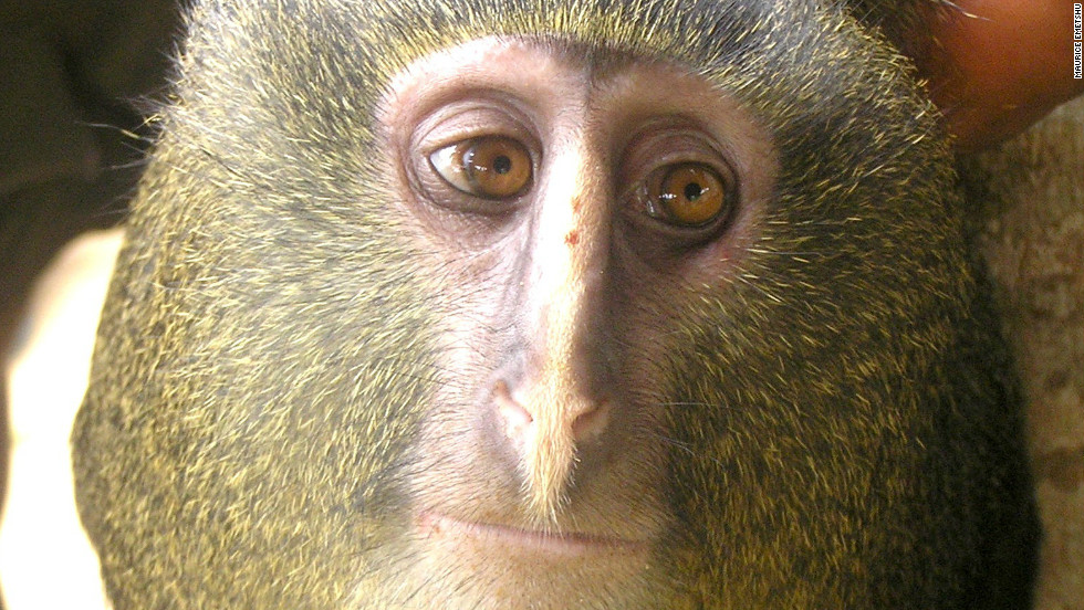 pic of a monkey