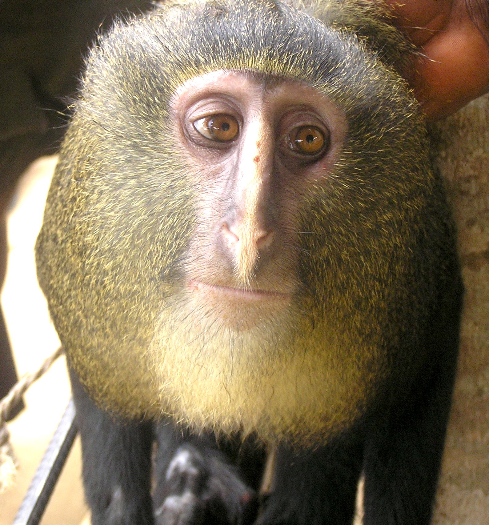 Type monkey Monkeytype