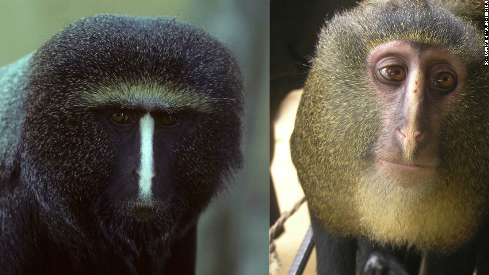 Initially scientists were not sure if the adult male Owl Face on the left and the Lesula on the right were the same species.