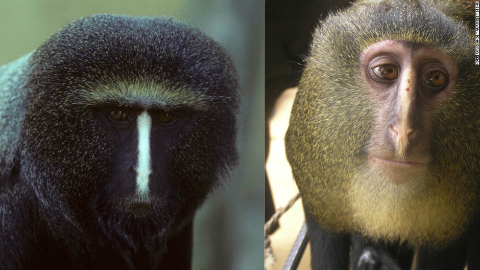 new-monkey-discovered-cnn