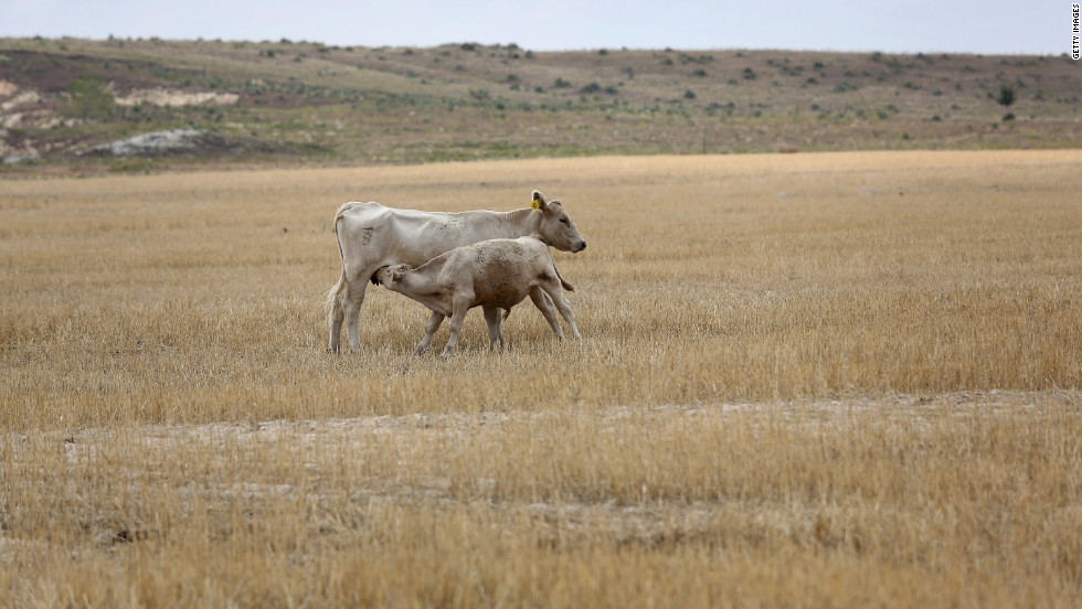 A calf strains for mother&#39;s milk as they forage amid dry wheat husks on the Becker farm August 24 in Logan, Kansas. 