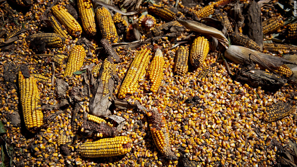The drought had a negative impact on corn in Le Roy, Illinois. Drought occurred in six Plains states between last May and August because moist Gulf of Mexico air &quot;failed to stream northward in late spring,&quot; and summer storms were few and stingy with rainfall, said a report by the National Oceanic and Atmospheric Administration.
