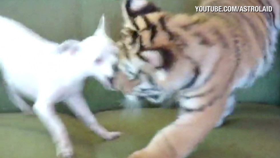 tiger playing with dog