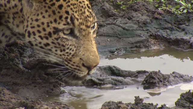 Wild Leopards Threatened By Religious Tradition In Africa Cnn