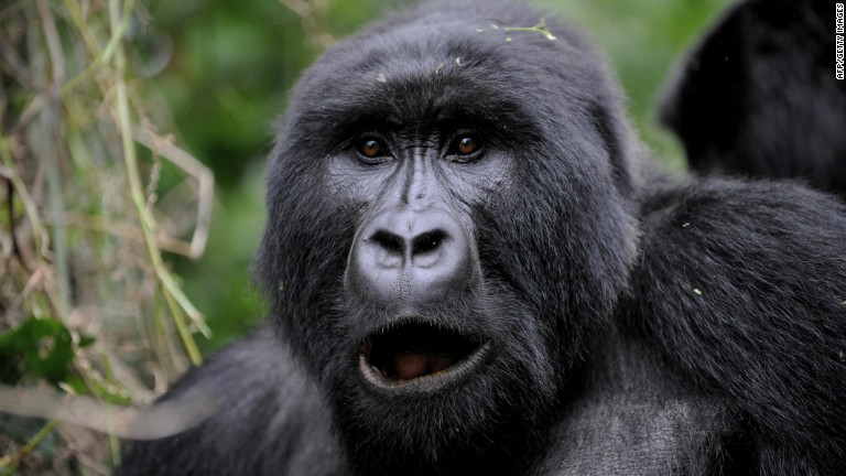 Inside the world of rare mountain gorillas